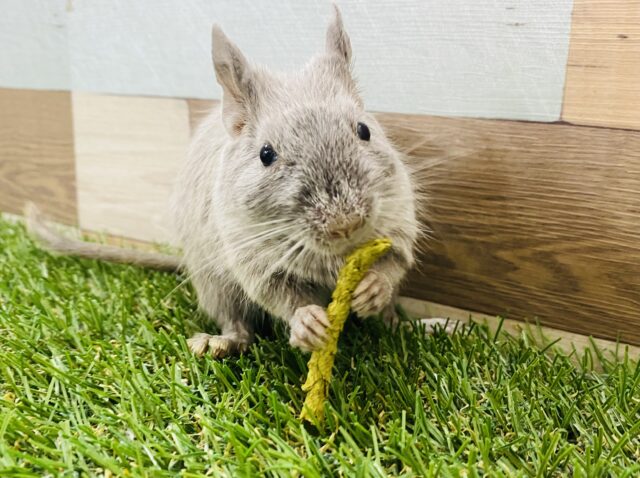 おやつにしか目がないんです！元気いっぱいデグーシルバー☆