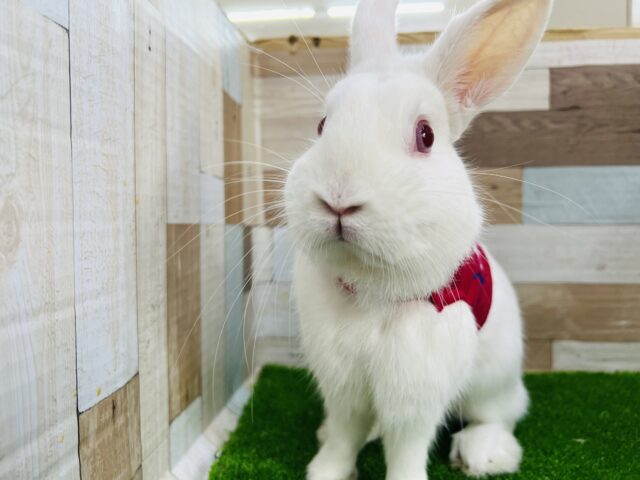 安心の💛ネザーランドドワーフラビット（アルビノ）男の子　2022年3月生まれ