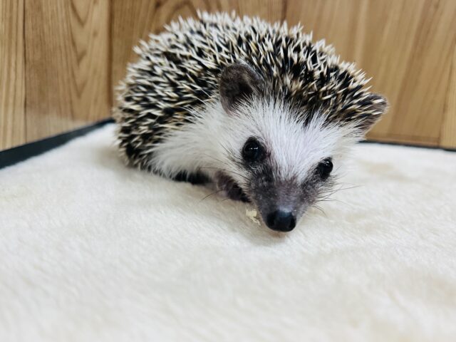 【最新動画更新🪄】いがぐりボーイ🌰ハリネズミ(ノーマル)男の子