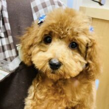 超ホヤホヤ最新画像✨トイプードルの男の子！奇跡のトイプードルくんです！