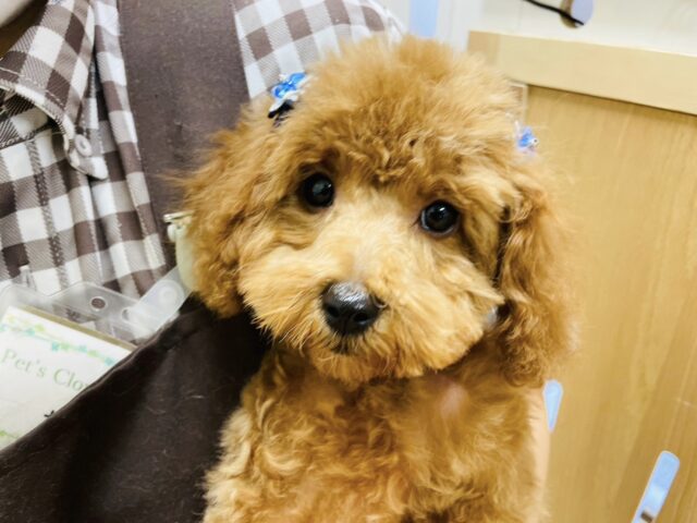 超ホヤホヤ最新画像✨トイプードルの男の子！奇跡のトイプードルくんです！