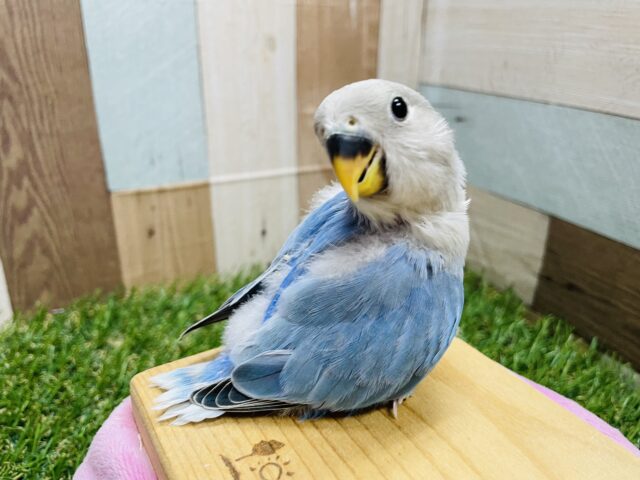 最新画像有り☆ブルーの色鮮やかさが綺麗なコ！コザクラインコのブルーオパーリン！