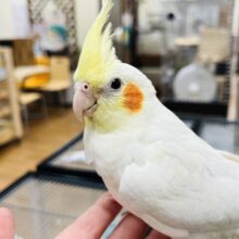 止まり木より手が好きです♡オカメインコ(ルチノー)