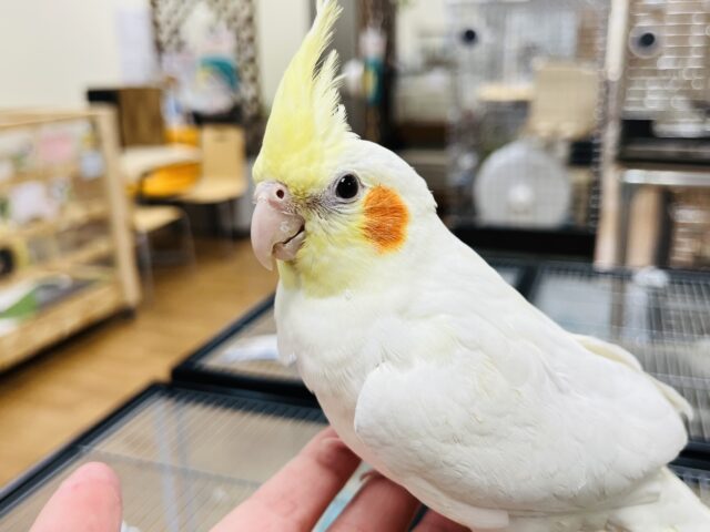 止まり木より手が好きです♡オカメインコ(ルチノー)