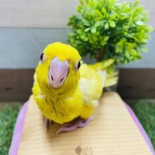 赤目のキュートなヒナさんです！サザナミインコのルチノー！