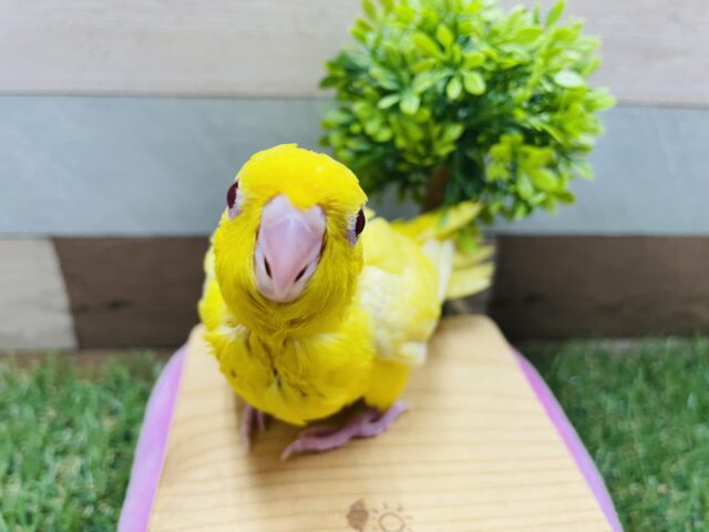 赤目のキュートなヒナさんです！サザナミインコのルチノー！