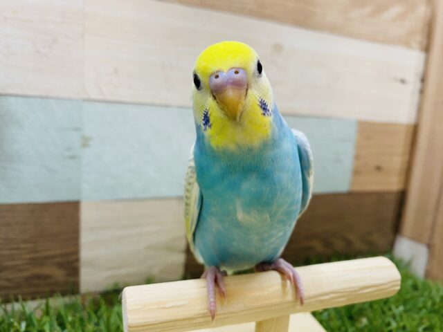 最新画像有り！色々な物に興味津々☆人気カラーのパステルレインボースパングル！