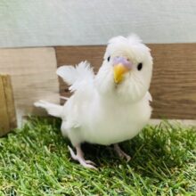 可愛すぎて天使の羽が生えちゃった？羽衣セキセイインコ♪