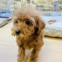 かんわいいフワモコ姉妹❤︎トイプードルちゃん！(お姉ちゃん)