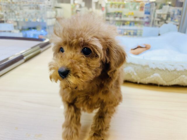 かんわいいフワモコ姉妹❤︎トイプードルちゃん！(お姉ちゃん)