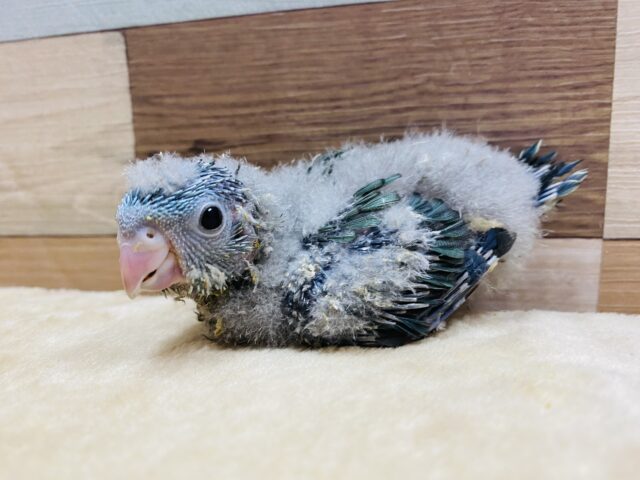 丸っこいおめめとシルエットが可愛らしいサザナミインコ♡ブルーやって来ました！