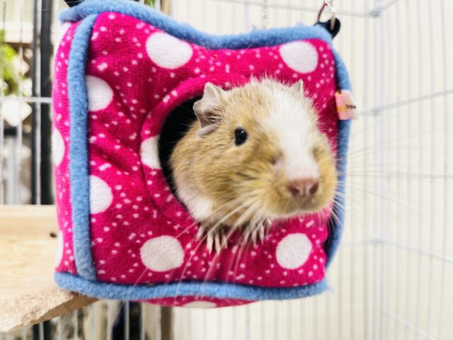 【カキカキ画像・最新動画更新🪄】カフェラテカラーの優しい色合い♡デグー(サンドパイド)女の子