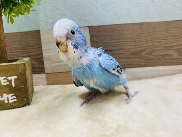 ドヤ顔が得意なんです！！セキセイインコオパーリン♪