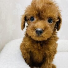 かんわいいフワモコ姉妹❤︎トイプードルちゃん！(妹ちゃん)