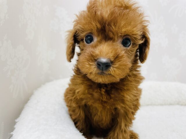 かんわいいフワモコ姉妹❤︎トイプードルちゃん！(妹ちゃん)