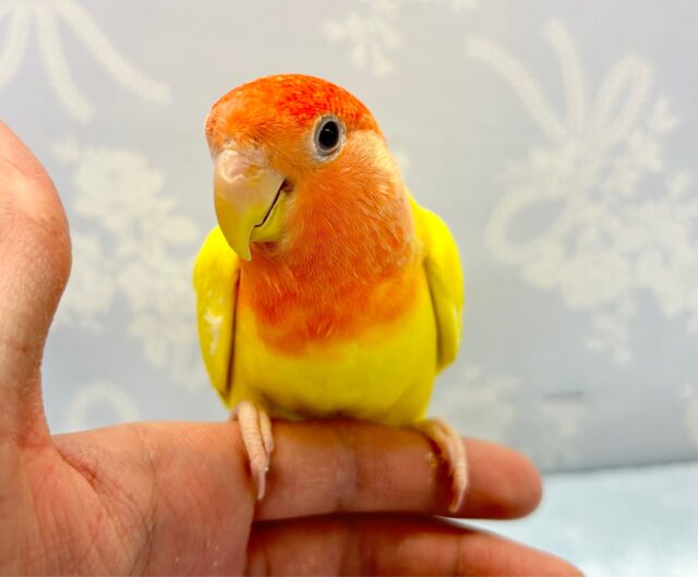 鮮やか💛コザクラインコ（ルチノー）　2022年9月生まれ