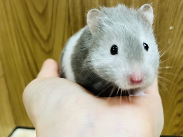 【最新動画更新🪄】元気いっぱい駆け抜けハムっ☆彡　セーブルハムスター　女のコ～～