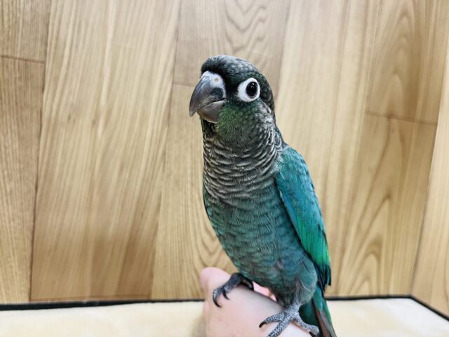 【最新画像更新！】控えめ系？なウロコインコ(ブルー) ヒナ