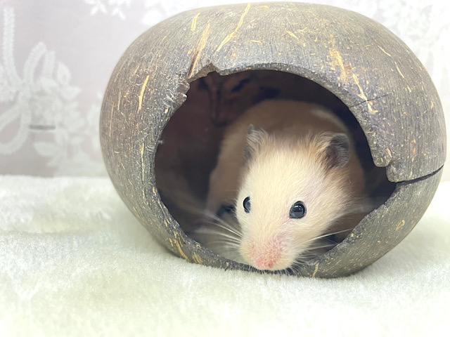 元気もりもり✨️✨キンクマハムスター男の子2022年11月生まれ