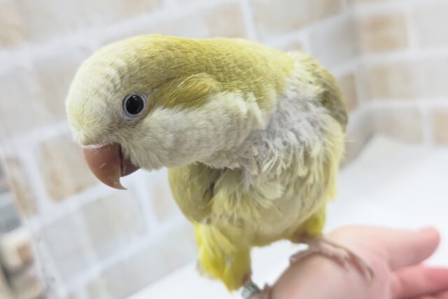 最新画像あり！　落ち着いた色合いが魅力🍀　オキナインコ(ダークパリッド)　最新画像2023.1.29