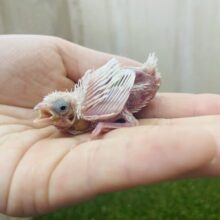 必見‼️ うぶうぶちゃんの梵天十姉妹さん！！