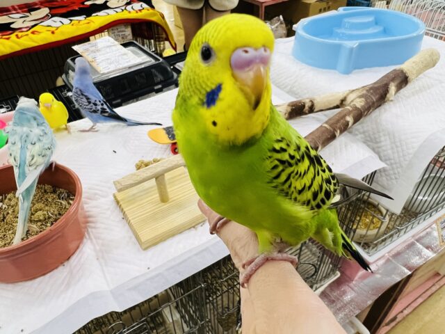 カキカキは好き？セキセイインコ（グリーンオパーリン）