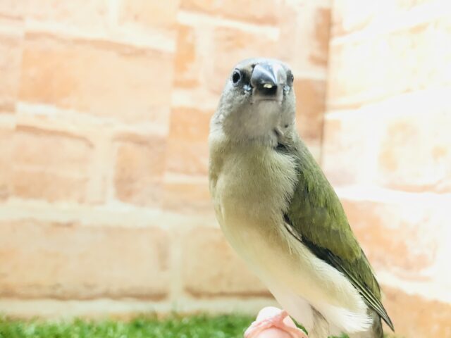 コキンチョウのヒナ入舎です　コキンチョウ　ノーマル　Ｒ４　１２／２２撮影