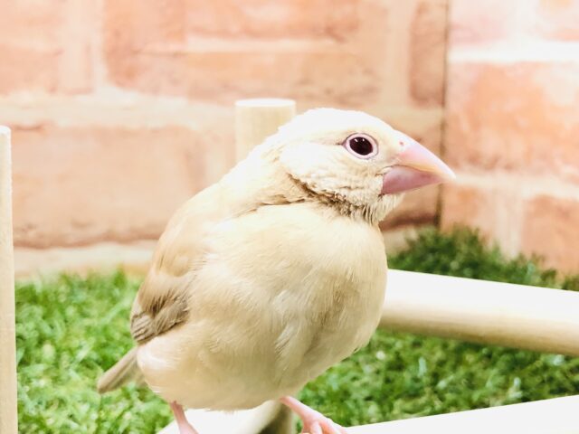 人気のシナモンです R5 1/16撮影 人気のシナモンです R5 1/16撮影