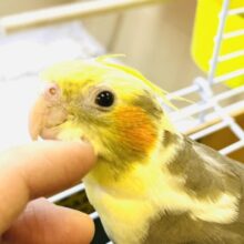 ナデナデ好きなオカメちゃんです♡オカメインコ(パイド)