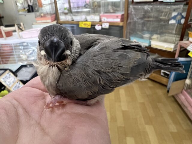 画像更新☆くりくり坊主⁉︎桜文鳥の雛入舎です！