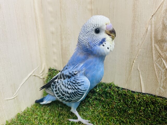 1人餌！最新画像になりますよ‼️華やか模様がお気に入り！セキセイインコ！オパーリン！も