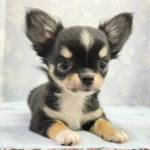 最新画像！成長中ですっ！チワワ（ブラックタン＆ホワイト）男の子☆ 2022年11月18日生まれ！