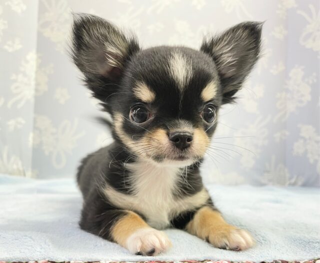 最新画像！成長中ですっ！チワワ（ブラックタン＆ホワイト）男の子☆ 2022年11月18日生まれ！