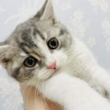 なでなでされてる時は時止まる♥スコティッシュフォールドくん！