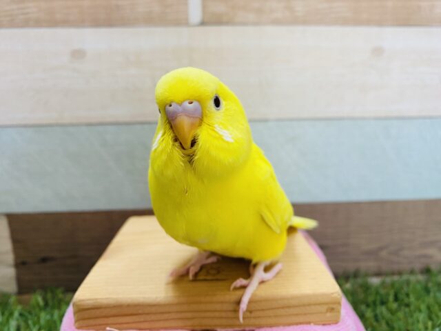 最新画像有り！黄色の濃さなら負けないぞっ☆セキセイインコのダブルファクター！