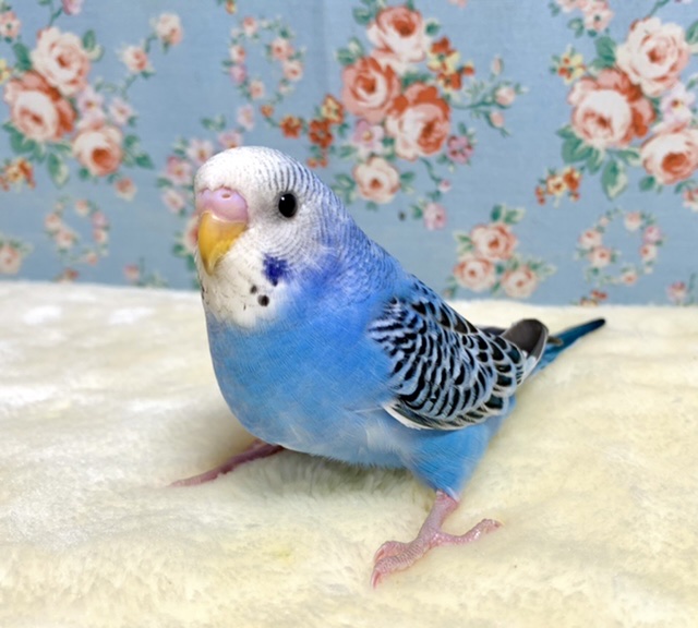 セキセイインコ ブルーオパーリン 🦋💙 * 1/31