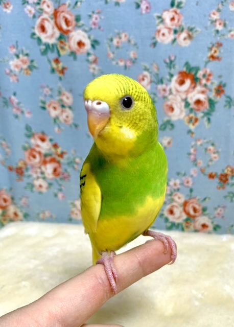 セキセイインコ イエローパイド 🍋 .*゜ 1/31