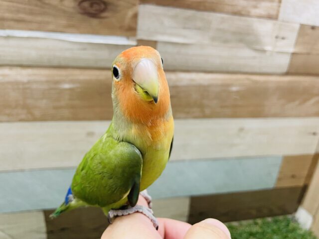 手乗り肩乗りが大好き♡コザクラインコのノーマル！