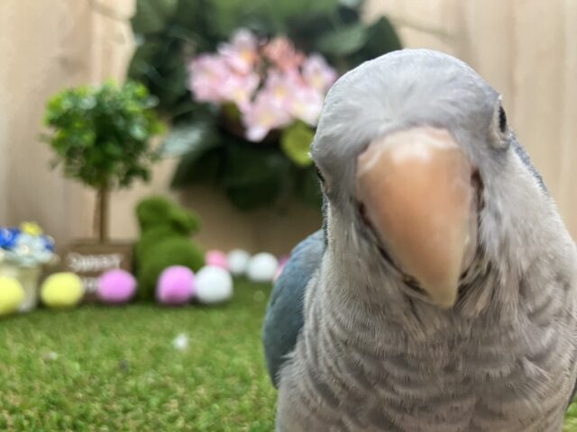 めっかわ💗色鮮やかなブルーのオキナインコさん！！　オキナインコ