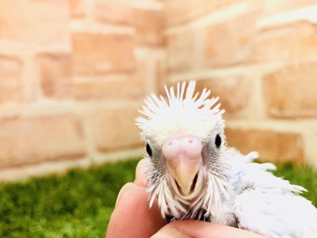 大人気カラーのひなです　セキセイインコ　ライラック　Ｒ５　１／３０撮影