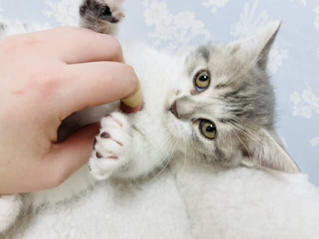 どんな時もフミフミしちゃう♡スコティッシュフォールドくん！