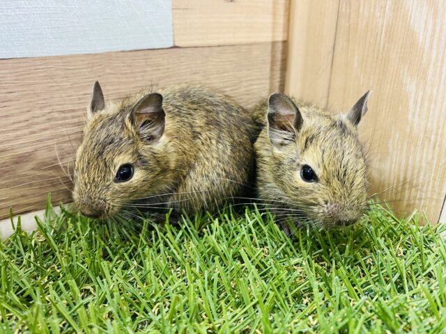 あと１匹！おチビなデグーちゃんズがやって来ました♪