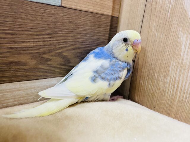 ちょっぴり恥ずかしいんです！セキセイインコパステルレインボーパイド☆