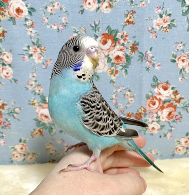 セキセイインコ ノーマルブルー 💧💠 1/31