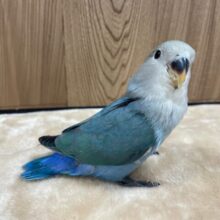 【最新画像更新！！】わたわたのかわい子ちゃん♪コザクラインコ(ブルーチェリー) ヒナ