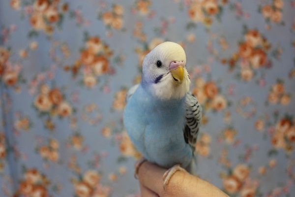 せわしないヨ💙手のりセキセイインコ(オパーリン)