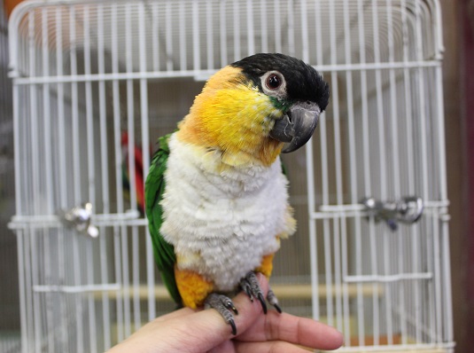 イチオシ💛とってもチャーミングで甘えんぼ❤︎手乗りズグロシロハラインコさんです🪶✨