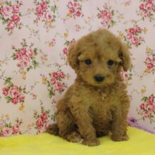 あざと女子💛?激かわトイプードルちゃん女のコ♀