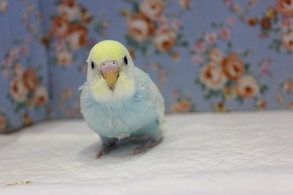 ピヨピヨ天使💙手乗りセキセイインコ(パステルレインボースパングル)