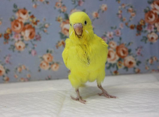 手乗りセキセイインコ(ダブルファクター)💛🖤